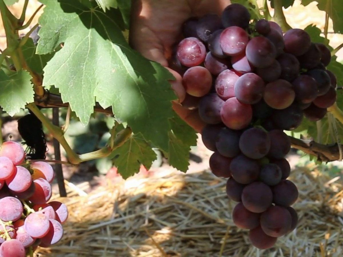 сорт винограда раннего срока созревания