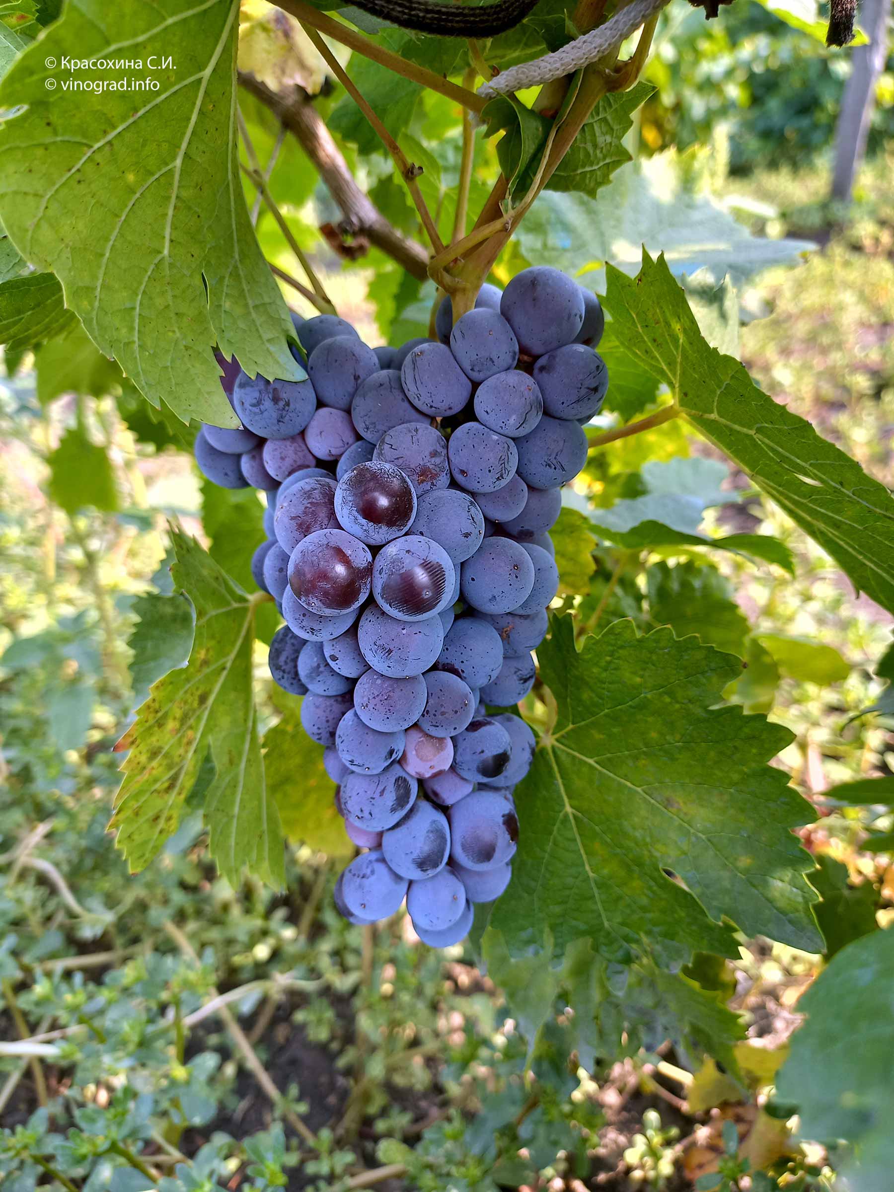 Виноград Алеатико