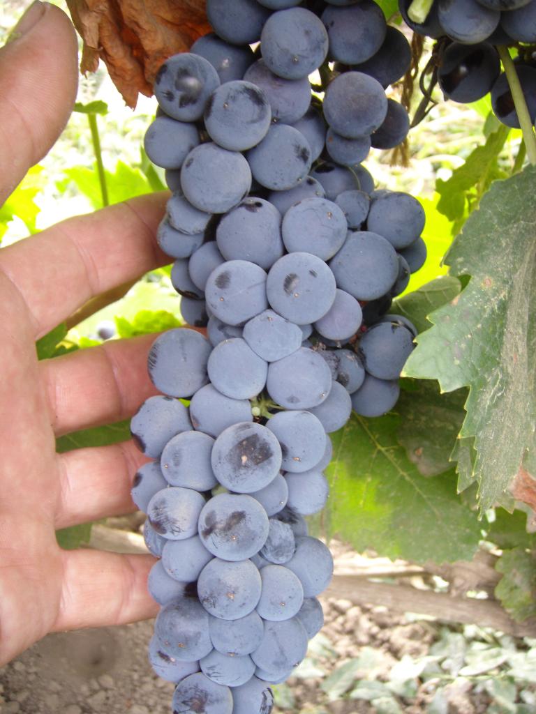 купить саженцы винограда Алеатико