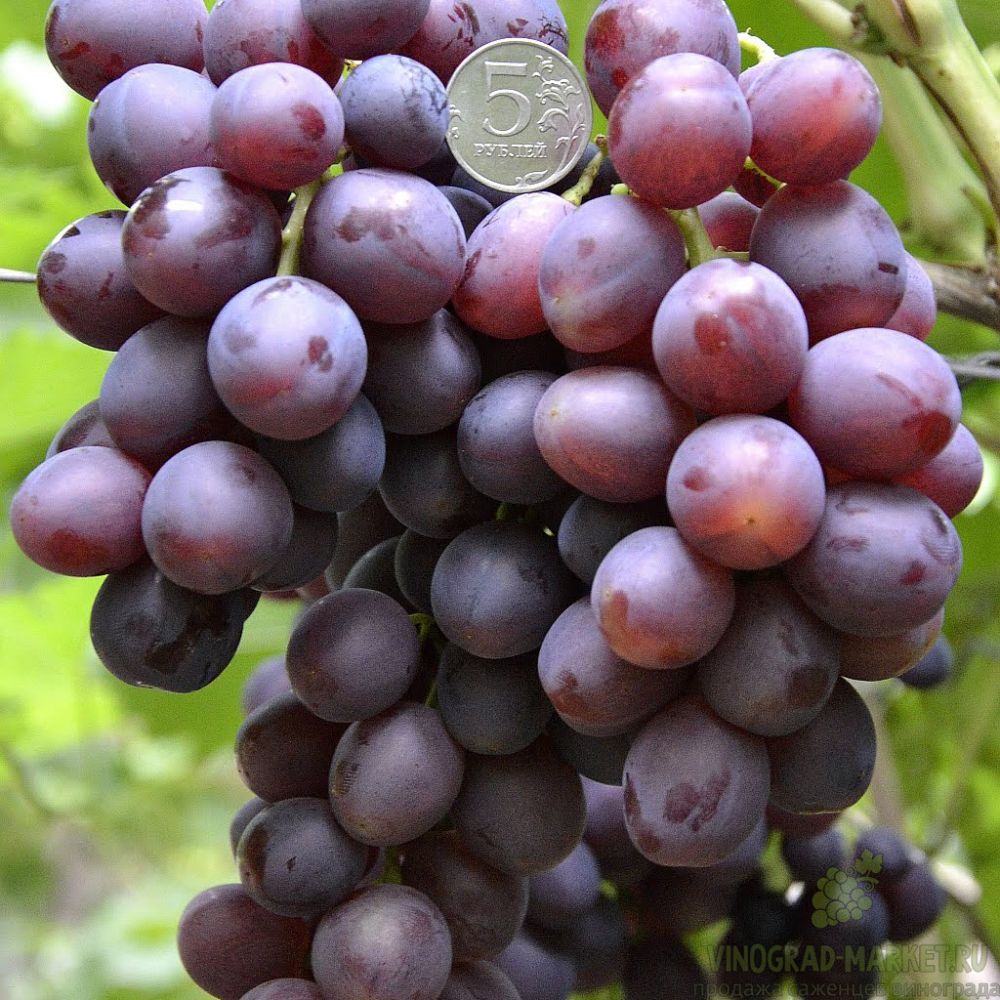 Антиоксиданты, присутствующие в этом винограде