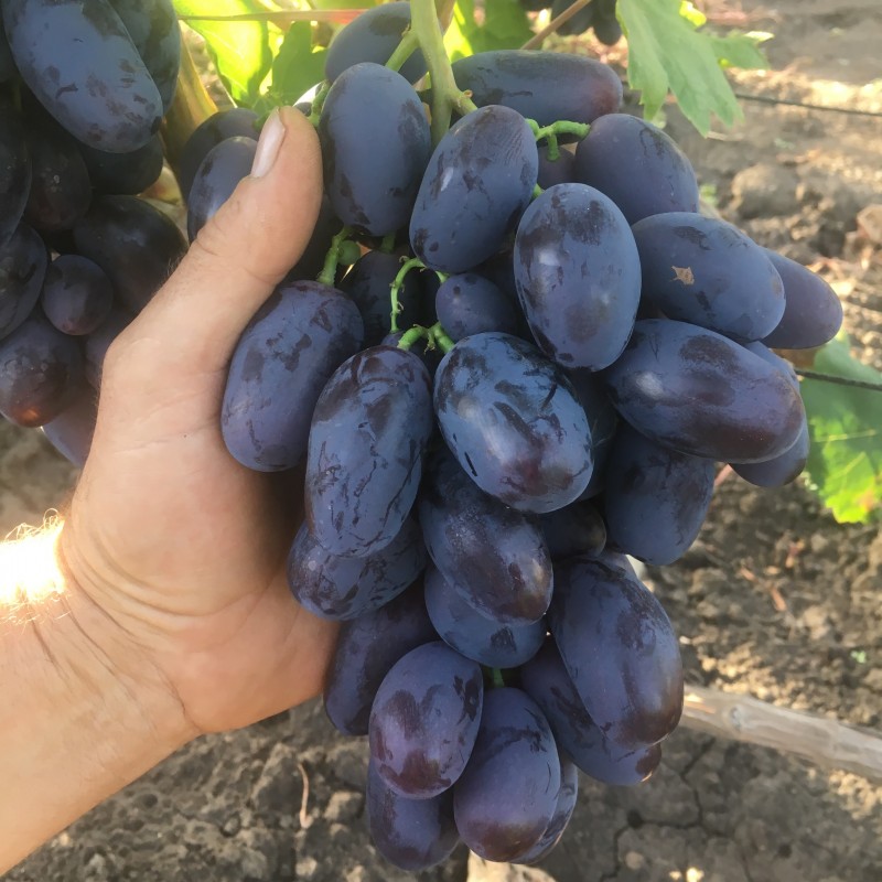 Уход за виноградом Алвика