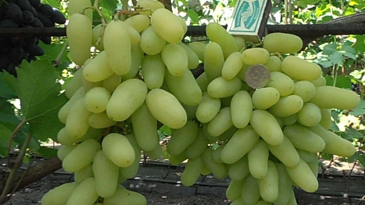 Свежесорванный виноград
