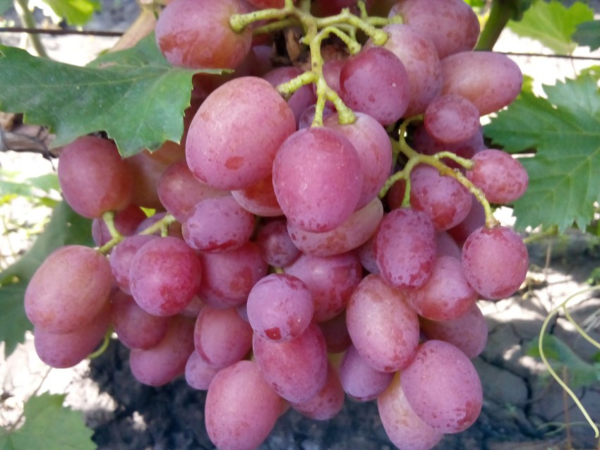 Виноград «Амирхан»
