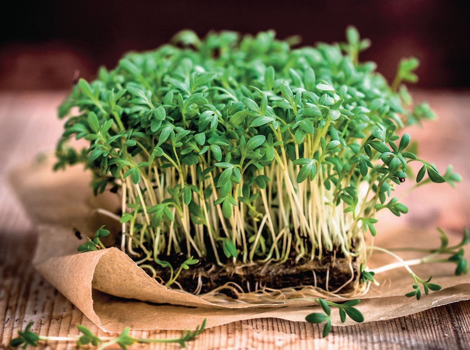 Выращивание микрозелени