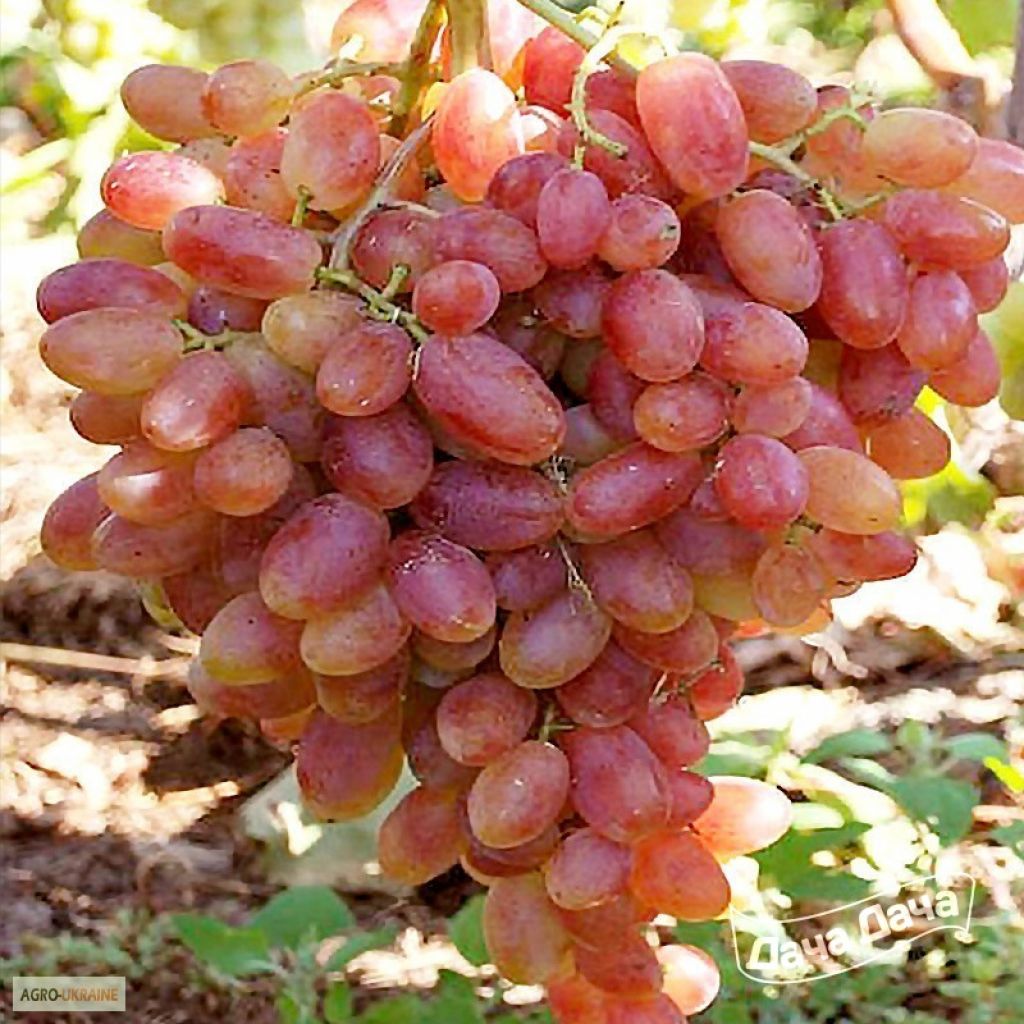 Посадка винограда сорта "Арго"