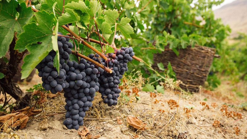 Праздник винограда в Армении