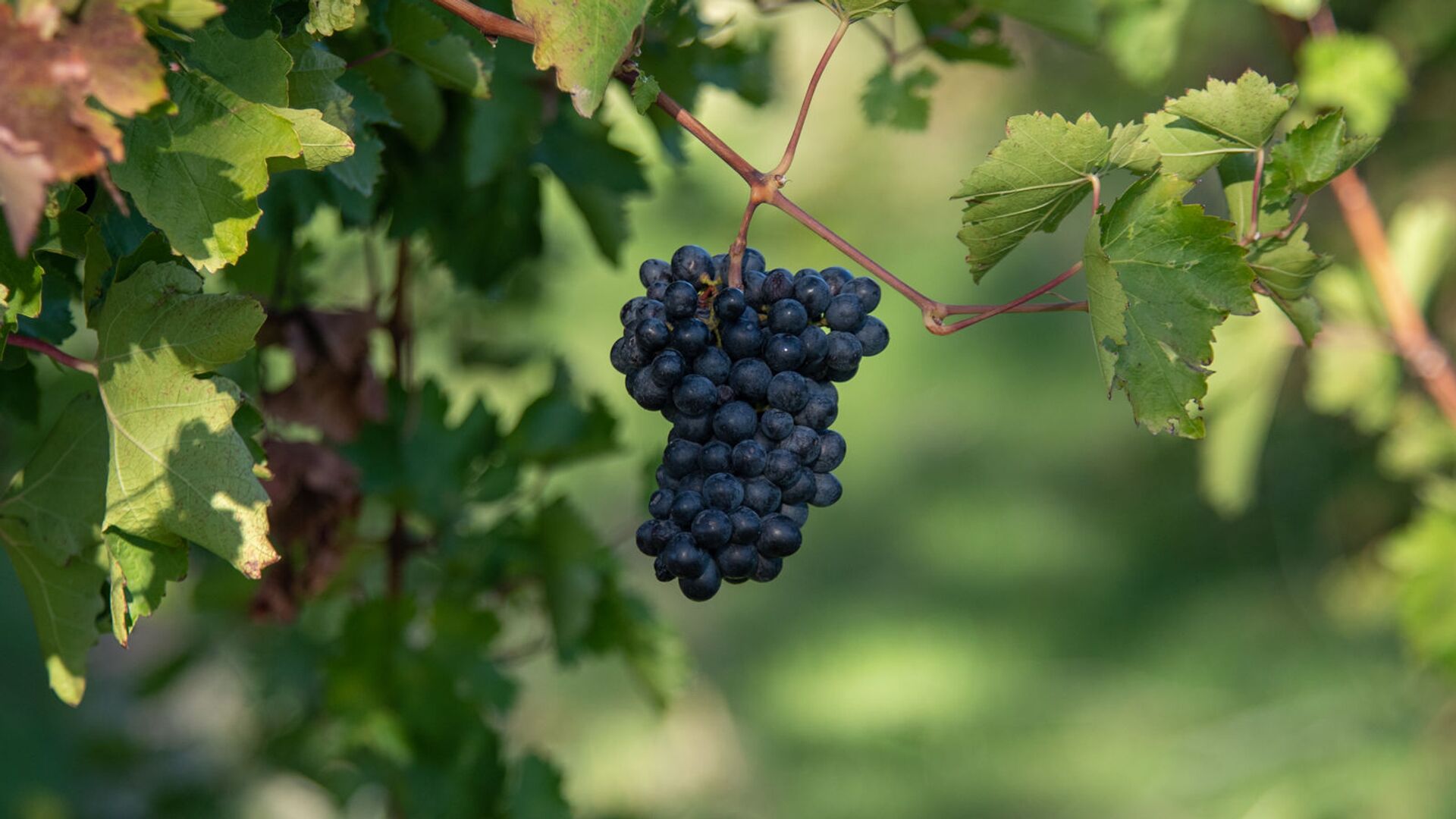 Виноград Армения