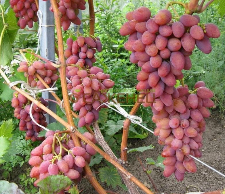 виноград сорта "Арочный"