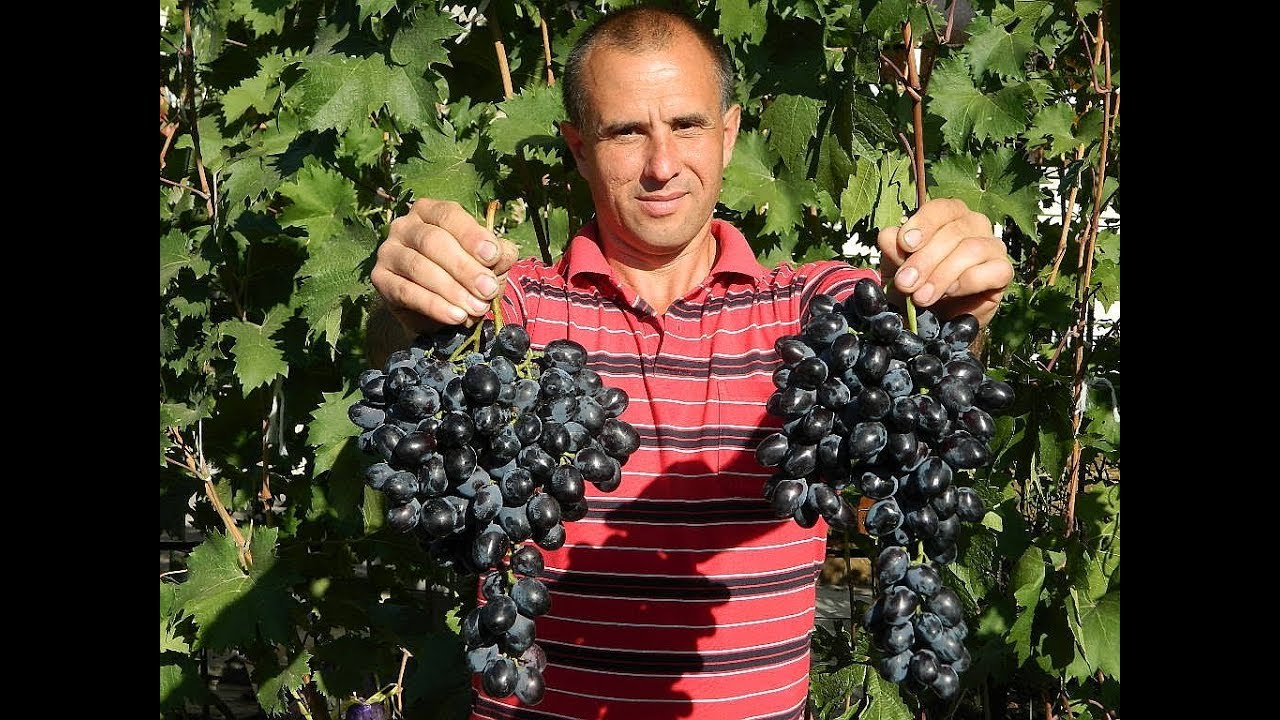 Виноград Атаман