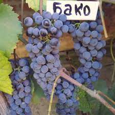 Виноград Бако фото