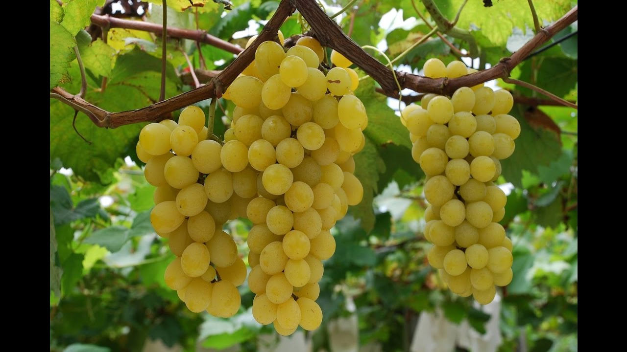 Видео о винограде Белла