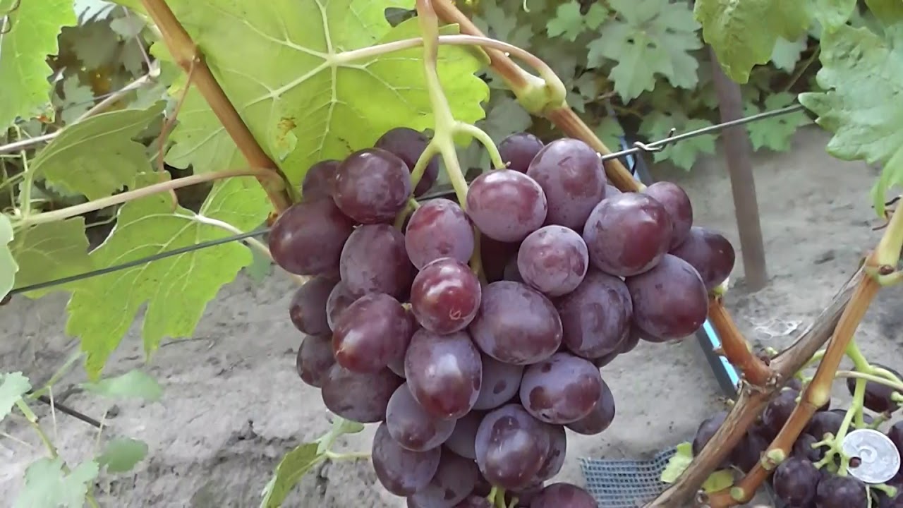Бордо какие сорта винограда